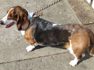 Frances-Bassed-Hound-Louie-of-Fisk-SE