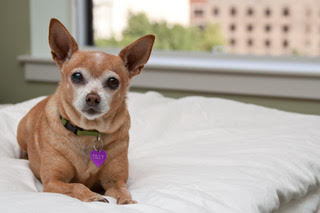 Frances-Fitzgerald-resident-Tilly